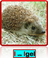 Igel