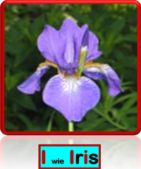 Iris