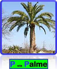 Palme