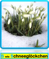 Schneeglöckchen