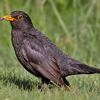 Amsel