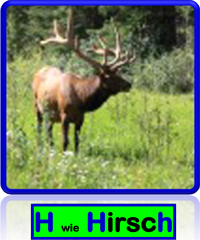 Hirsch