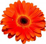 Blume