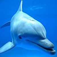 Delfin