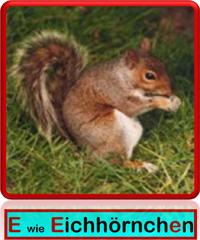 Eichhörnchen