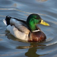 Ente