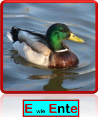 Ente
