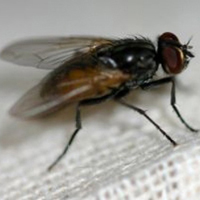 Fliege