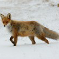 Fuchs