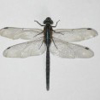 Flugzeug