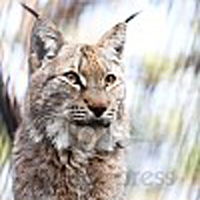 Fuchs