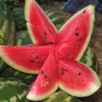 Melone
