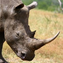 Nashorn