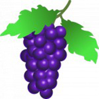 Traube