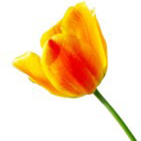 Tulpe