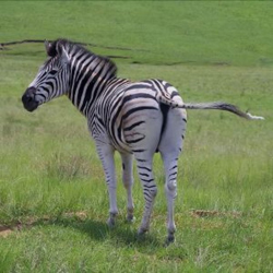 Zebra
