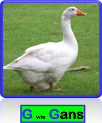 Gans