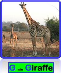 Giraffe