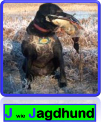Jagdhund