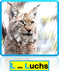 Luchs
