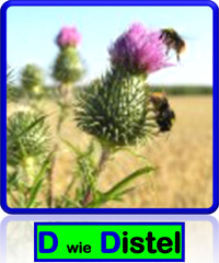 Distel