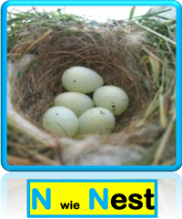 Nest