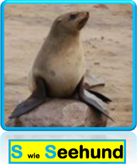 Seehund