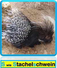 Stachelschwein