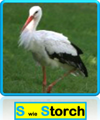 Storch