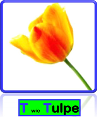 Tulpe