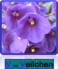 Veilchen