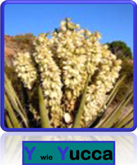 Yucca